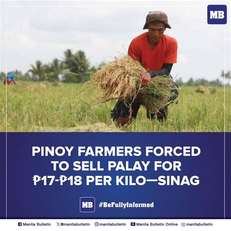 Imported rice influx to limit Pinoy millers to buying palay at P17 .